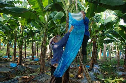 Hướng dẫn quy trình kỹ thuật trồng cây chuối phủ bạt