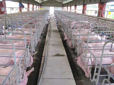  Hướng dẫn thiết kế xây dựng chuồng trại chăn nuôi heo, Cầm nang chăn nuôi heo - phần 2