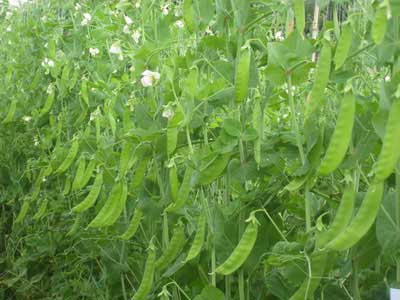 hướng dẫn trồng đậu hà lan theo chuần vietgap, kỹ thuật trồng đậu Hà Lan theo hướng sản xuất rau an toàn