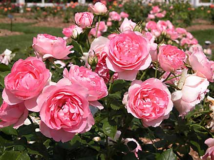 Hướng dẫn trồng hoa hồng Pháp