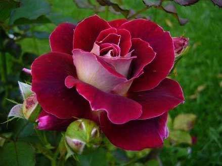 Hướng dẫn trồng hoa hồng Pháp