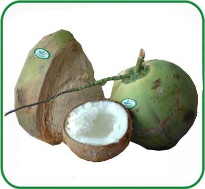 Kỹ thuật nhân Giống Dừa Sáp, kinh nghiệm trồng dừa sáp