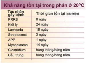 Kỹ thuật chăm sóc heo con: Đừng để bị đánh lừa bởi vẻ bề ngoài