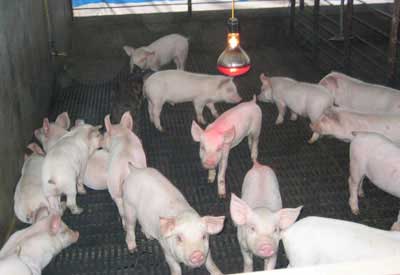 Kỹ thuật chăm sóc nuôi dưỡng lợn con sau cai sữa