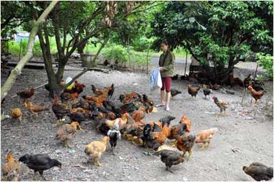 Trang trại chăn nuôi gà mía thả vườn