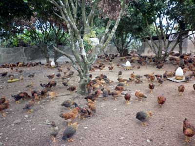 Kỹ thuật chăn nuôi gà thả vườn, cung cấp gà thả vườn
