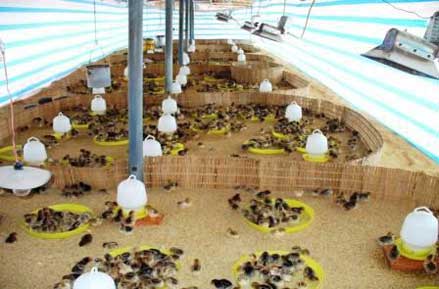 Kỹ thuật chăn nuôi gà thả vườn theo hướng An toàn sinh học, kỹ thuật úm gà con
