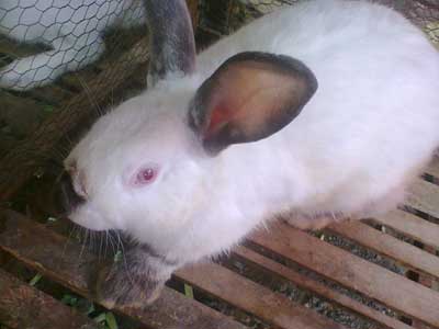 Kỹ thuật chọn giống và quản lý giống Thỏ  (Cẩm nang chăn nuôi thỏ Phần 2)