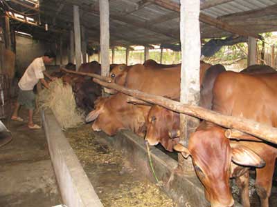 Kỹ thuật nuôi bò nhốt chuồng hiệu quả cao