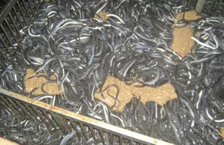 Kỹ thuật nuôi cá chình trong bể xi măng