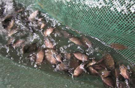 Kỹ thuật nuôi cá dìa trong ao đất kết hợp tôm sú