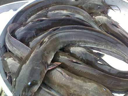 kỹ thuật nuôi cá ngát đem lại hiệu quả kinh tê cao