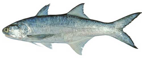 cá nhụ bốn râu, Kỹ thuật nuôi cá nhụ bốn râu thương phẩm trong ao nước biển