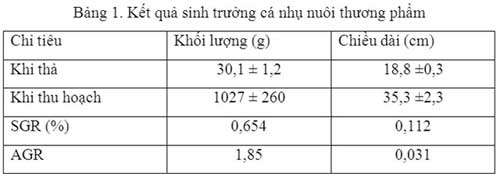 kết quả sinh trưởng cá nhụ bốn râu, Kỹ thuật nuôi cá nhụ bốn râu thương phẩm trong ao nước biển