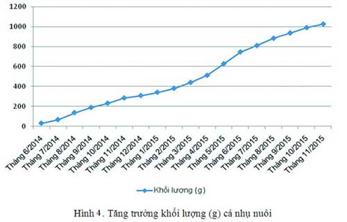 tăng trưởng khối lượng cá nhụ bốn râu, Kỹ thuật nuôi cá nhụ bốn râu thương phẩm trong ao nước biển