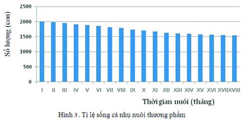 tỷ lệ sống nuôi cá nhụ bốn râu, Kỹ thuật nuôi cá nhụ bốn râu thương phẩm trong ao nước biển