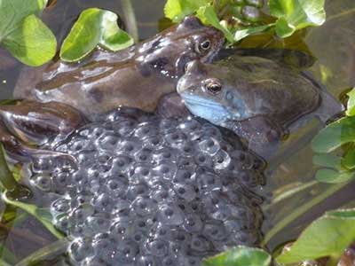 Kỹ thuật nuôi ếch sinh sản
