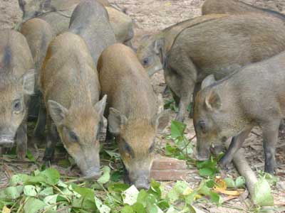 Kỹ thuật nuôi heo rừng Thái, Kỹ thuật nuôi lợn rừng Thái