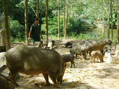 Kỹ thuật nuôi heo rừng thuần chủng, Kỹ thuật chăn nuôi lợn rừng thuần chủng