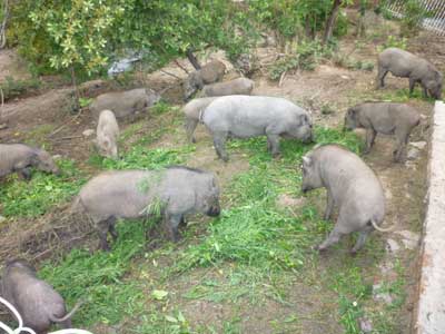 Kỹ thuật nuôi heo rừng thuần chủng, Kỹ thuật chăn nuôi lợn rừng thuần chủng