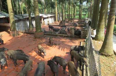 Kỹ thuật nuôi heo rừng thuần chủng, Kỹ thuật chăn nuôi lợn rừng thuần chủng, thiết kế chuồng trại nuôi heo rừng lai