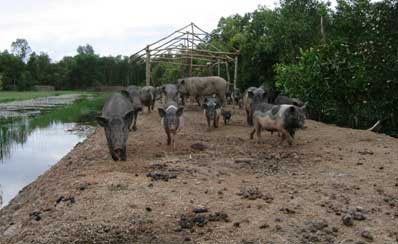 kỹ thuật nuôi lợn rừng theo mô hình nuôi hoang dã