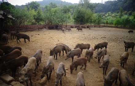 kỹ thuật nuôi lợn rừng theo mô hình nuôi hoang dã