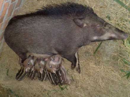 kỹ thuật nuôi lợn rừng theo mô hình nuôi hoang dã, lợn mẹ cho con bú 