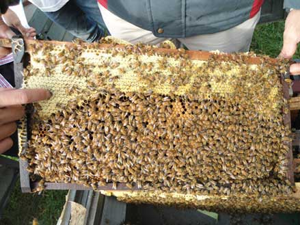 kỹ thuật nuôi ong mật