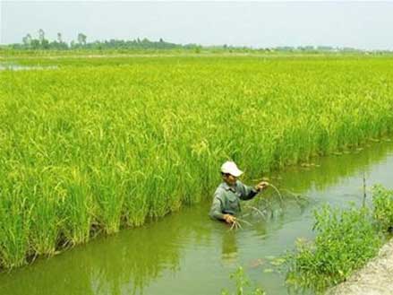 Kỹ thuật nuôi tôm nước lợ luân canh với trồng lúa