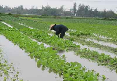 Kỹ thuật phòng tránh khi trồng rau trong mùa mưa