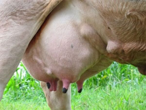 Kỹ thuật phòng và trị bệnh viêm vú trên bò sữa