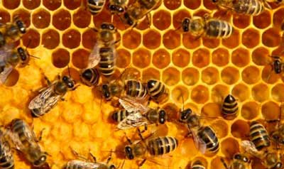Kỹ thuật tạo ong chúa và nhân đàn lấy mật ong, Phương pháp tạo ong chúa