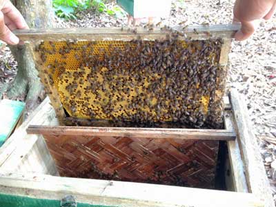 Kỹ thuật tạo ong chúa và nhân đàn lấy mật ong