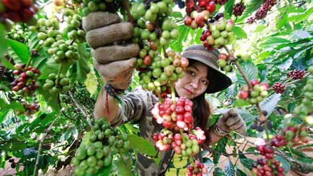 Kỹ thuật trồng cà phê, Hướng dẫn kỹ thuật quy trình chăm sóc cây cà phê cho năng suất cao