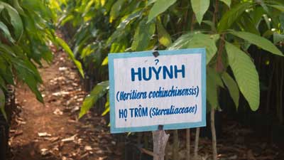 Cay Huynh, Kỹ thuật trồng cây Huỷnh