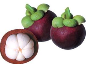 Kỹ thuật trồng cây măng cụt (Garcinia magostana)