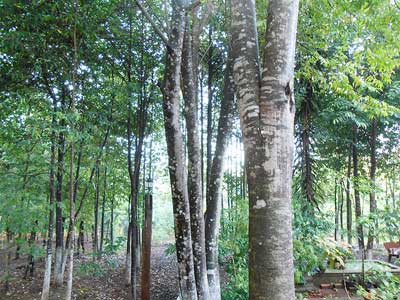 Kỹ thuật trồng cây trầm hương và biện pháp tạo trầm