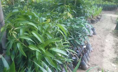 Xoài Đài Loan cần được trồng ở đất tơi, Kỹ thuật trồng cây xoài đài loan