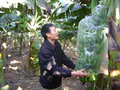 Kỹ thuật trồng chuối tiêu hồng cho quả sai trĩu buồng