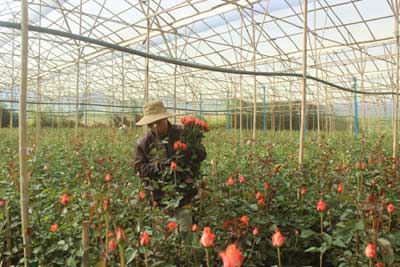 Kỹ thuật trồng hoa hồng, kỹ thuật thu hoạch hoa hồng
