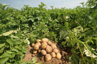 Kỹ thuật trồng khoai tây Sinora 