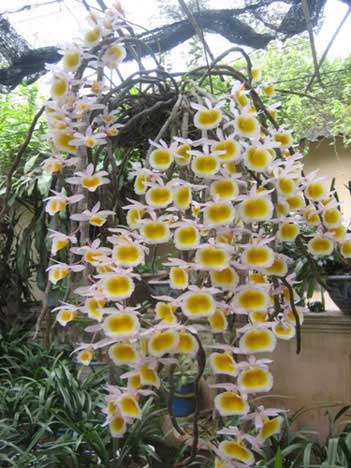 kỹ thuật trồng hoa Lan Hoàng Thảo - Denrobium