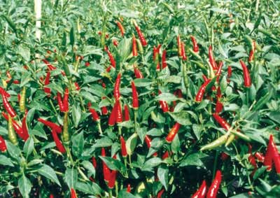 kỹ thuật trồng ớt trái mùa