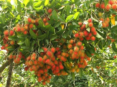 Kỹ thuật trồng và chăm sóc cây chôm chôm Thái