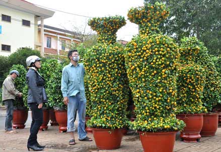 Kỹ thuật trồng và chăm sóc cây quất cảnh ra quả đúng Tết 