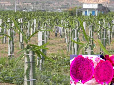 Kỹ thuật trồng và chăm sóc cây Thanh Long ruột tím MASK