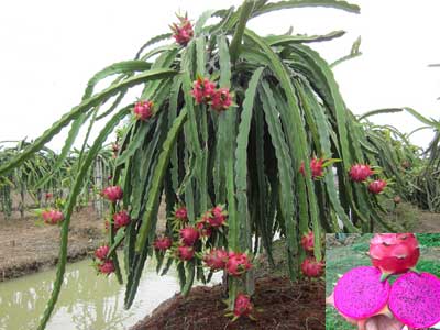 Kỹ thuật trồng và chăm sóc cây Thanh Long ruột tím MASK