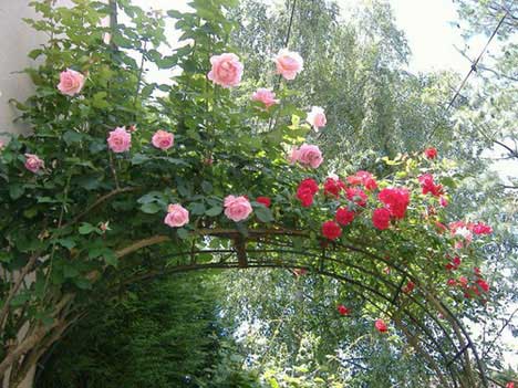 kỹ thuật trồng và chăm sóc hoa hồng leo,hạt giống hoa hồng leo