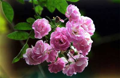 Kỹ thuật trồng và chăm sóc hoa hồng tỉ muội